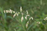 Threeflower melicgrass